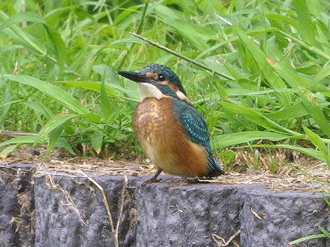 �W���R�P���B�e