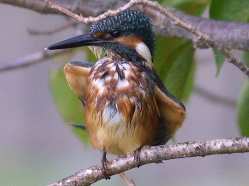 �X���P���B�e