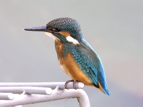 �X���Q���B�e