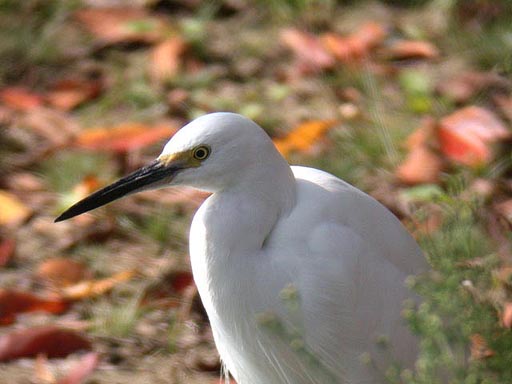 �P�O���Q�V���B�e